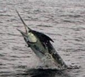 Fishing Costa Rica Tour